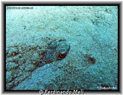 Trachinus areneus.
A nice fish underground the bottom sea. by Ferdinando Meli 